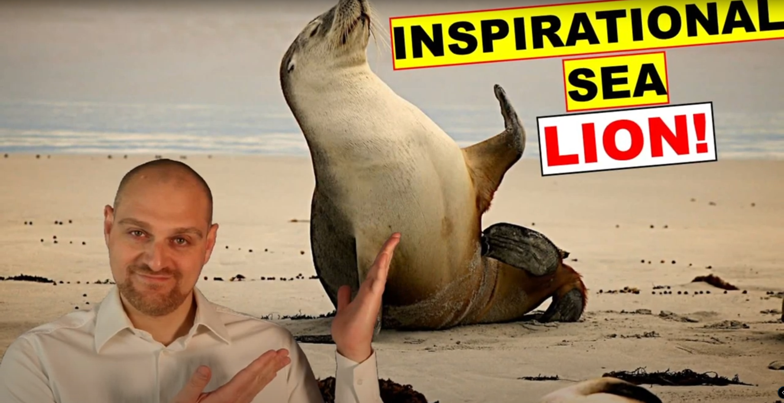 Inspirational Sea Lion – Safety Moment